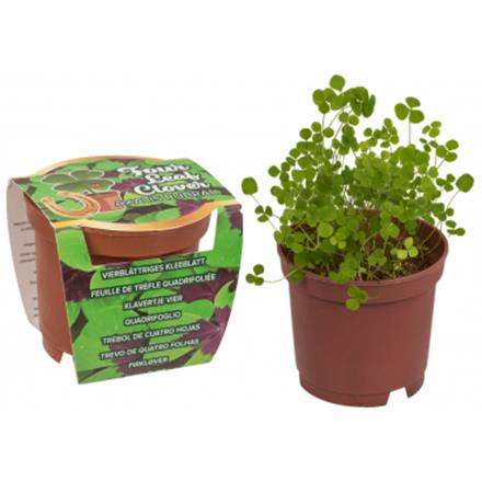 Mini Topf Glücksklee
